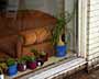 Couch & Plants in Window