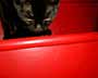 Black Cat on Red Stair