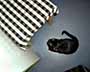 Checkers & Black Cat