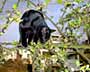 Black Cat in Crabapple Tree