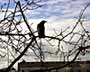 Crow in Tree Branches
