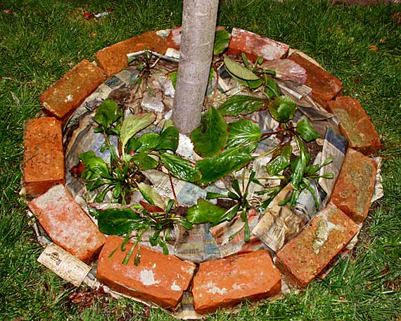 Brick Ring Around Tree